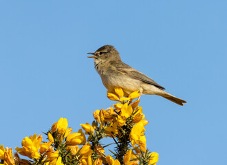 Beautiful chiffchaff warbler bird perched on top of bright yellow gorse flowers with bright blue background