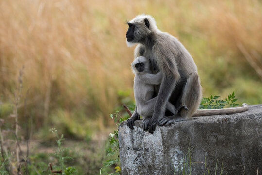 Mother and baby langur in the forest. Close up, selective focus.