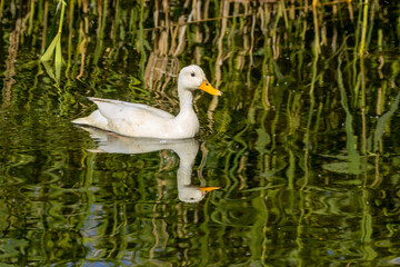 Beautiful female white duck with bright yellow beak swimming in the water with beautiful reflection in the sunshine 