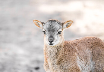Portrait of a small calf of deer. Cute cub close-up.
