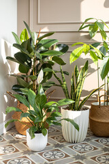 Home plants. Succulents. Stylish eco-friendly interior. Rattan planter.