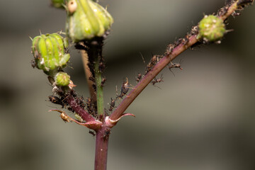 close-up of aphid bugs on a plant with one aphid giving birth 