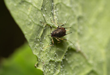 close-up of aphid bug on a leaf
