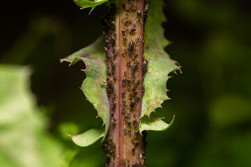 close-up of aphid bugs on a plant with one aphid giving birth 