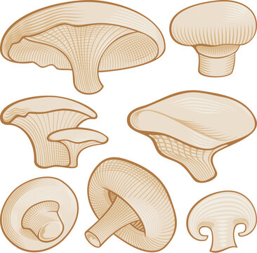 Beige mushroom icons with woodcut shading isolated on white background.