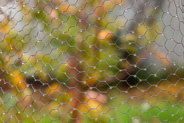 rain drops on a chicken fence