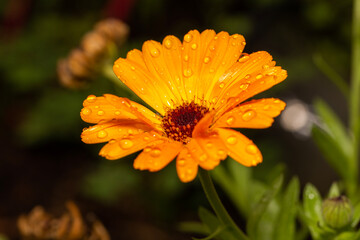 closeup of raindrops on a light orange flower during autumn months