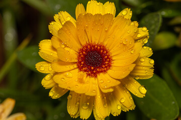 closeup of raindrops on a light orange flower during autumn months