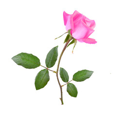 Obraz premium rose on transparent png