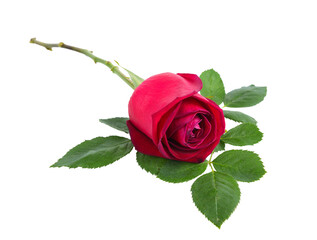 rose on transparent png