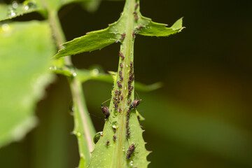 close-up of aphid bugs on a plant with one aphid giving birth 