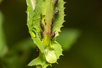 close-up of aphid bugs on a plant with one aphid giving birth 