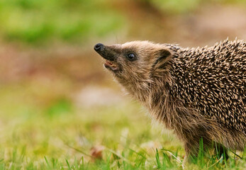 European hedgehog (Erinaceus europaeus) closeup sniffing the air searching for food in spring.