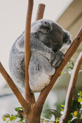 Vertical shot of a cute koala sleeping on a tree © Cathleen