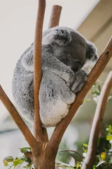 Poster Vertical shot of a cute koala sleeping on a tree © Cathleen