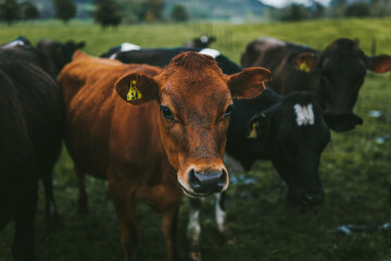 Close up of a young calf looking into the camera in a group of cows © Cathleen