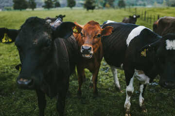 Close up of a group of young cows in New Zealand