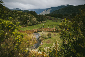 Naklejka premium Wide shot of a herd of cows grazing in the mountains of New Zealand