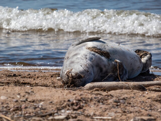 Grey seal pup (Halichoerus grypus) with soft, grey silky fur with dark spots resting on back on the sand in bright sunlight in the early spring with sea waves in background