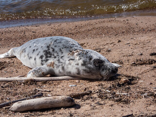 Grey seal pup (Halichoerus grypus) with soft, grey silky fur with dark spots resting on the sand in bright sunlight in the early spring with sea water in background