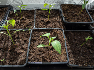 Small, green home-grown pepper plant growing in a plastic pots on a window sill in bright sunlight....