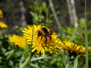 Macro of a bumblebee (Bombus) on a bright yellow dandelion (Lion's tooth) flower in bright sunlight among green vegetation with forest in the background