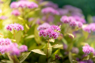 茨城県水戸市　薔薇咲き誇る初夏の七ツ洞公園