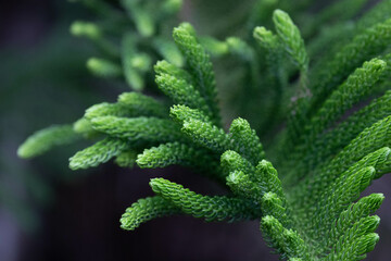 Beauty of nature from Fresh Pine Leaves for background