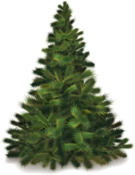 Vector Chritmas tree. Realistic illustration of fluffy pine tree
