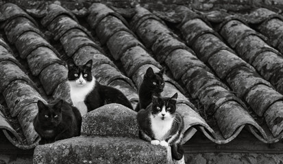 Cats on the roof watching in sunset