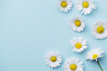 Fototapeta premium White Chamomile flower on blue background. Daisy flower, medical plant. Chamomile flower background with copy space.