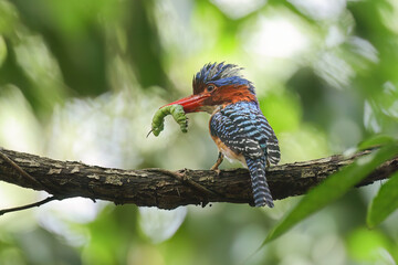 Banded Kingfisher  (male). It is a tree bird found in lowland tropical forests of southeast Asia. It is only member of genus Lacedo. It finds food for its children to eat.