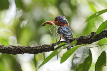Banded Kingfisher  (male). It is a tree bird found in lowland tropical forests of southeast Asia. It is only member of genus Lacedo. It finds food for its children to eat. - 608566257