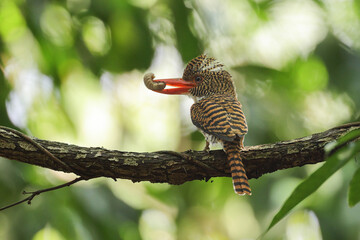 Banded Kingfisher  (female). It is a tree bird found in lowland tropical forests of southeast Asia. It is only member of genus Lacedo. It finds food for its children to eat. - 608566263