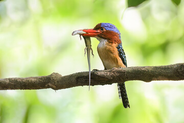 Banded Kingfisher  (male). It is a tree bird found in lowland tropical forests of southeast Asia. It is only member of genus Lacedo. It finds food for its children to eat. - 608566277
