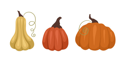 Vector set of various pumpkins isolated from the background. Autumn harvest collection. Orange vegetables from the garden