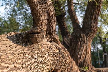 Old trees in the forest on a spring day.