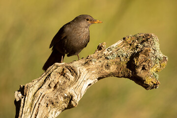 Common blackbird female in a Mediterranean forest with the last light of the evening