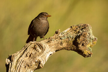 Common blackbird female in a Mediterranean forest with the last light of the evening