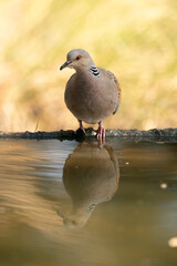 European turtle Dove with the first light of the morning at a water point in a Mediterranean forest in spring