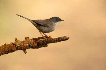 Sardinian warbler female in the late afternoon light in a Mediterranean forest in spring