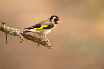 European goldfinch near a water point in a Mediterranean forest with the last light of a spring day