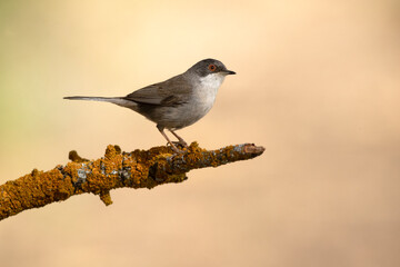 Sardinian warbler female in the late afternoon light in a Mediterranean forest in spring