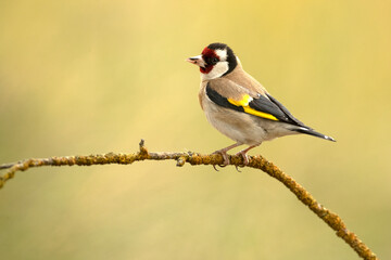 European goldfinch near a water point in a Mediterranean forest with the last light of a spring day