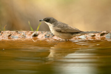 western orphean warbler in the first light of day on a water fountain within an oak and pine forest in spring