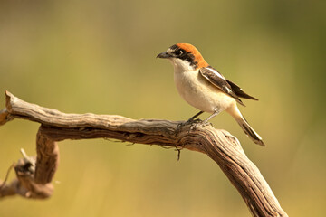 Adult female Woodchat shrike in one of the watchtowers of her breeding territory in a Mediterranean forest