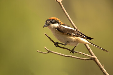 Fototapeta premium Adult female Woodchat shrike in one of the watchtowers of her breeding territory in a Mediterranean forest