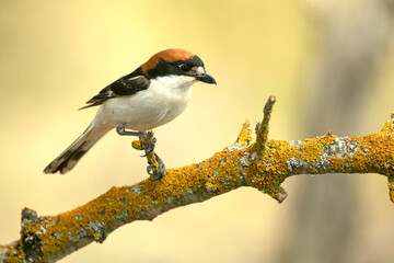 Woodchat shrike male on a perch in his breeding territory in a Mediterranean forest with the first light of the day