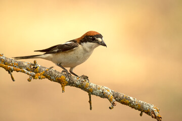 Adult female Woodchat shrike in one of the watchtowers of her breeding territory in a Mediterranean forest