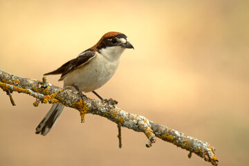 Adult female Woodchat shrike in one of the watchtowers of her breeding territory in a Mediterranean forest